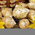 Овоч, який лікує подагру, псоріаз, остеохондроз і багато іншого