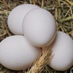 Вчені: потрібно з’їдати щодня хоча б одне яйце
