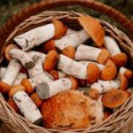 Щоб не отруїтися: скільки можна зберігати заморожені гриби в морозилці