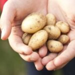 Як правильно зберігати картоплю в квартирі
