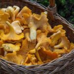 В яких випадках гриби категорично не можна мити
