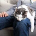 Від чого може вилікувати кішка