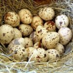 Перепелині яйця — природні «ампули» здоров’я