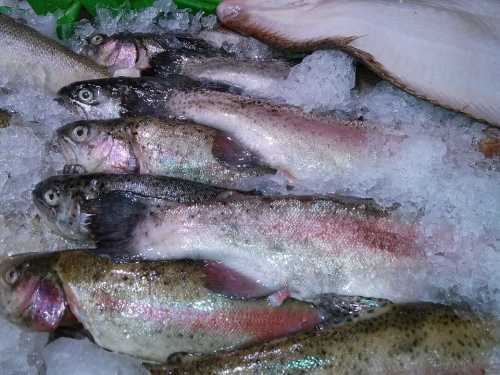 Яка риба безпечніша та смачніша: заморожена чи жива з магазину