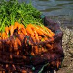 Застосування морквяного бадилля в кулінарії