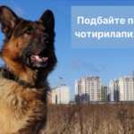 Де у Кропивницькому можна вакцинувати домашніх тварин від сказу