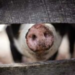 10 продуктів, які заставлять ваше тіло приємно пахнути