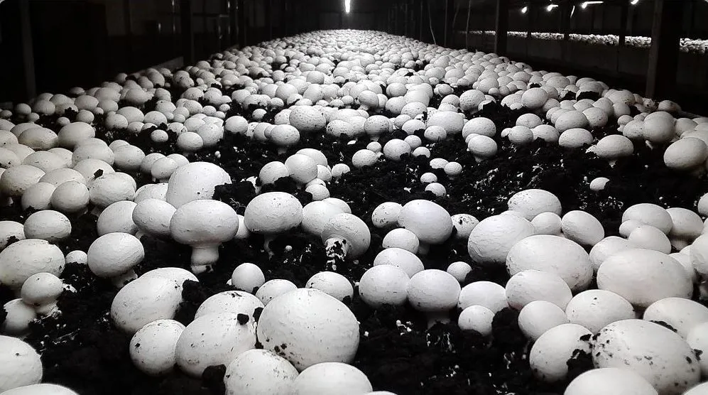 купить теплицу для грибов