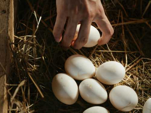 Яка відмінність сільських яєць від магазинних та їхня користь