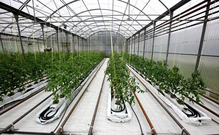 теплица своими руками