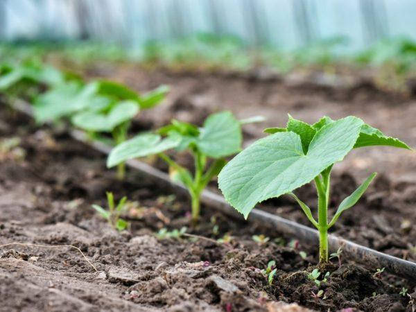 капельный полив в теплице