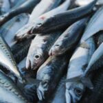 Як приготувати солену скумбрію смачніше, ніж в магазині: від вибору риби до зберігання