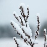 Чим небезпечна тепла погода у грудні: російський лікар назвав несподівану загрозу