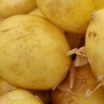 Яка картопля корисніша: відварена або запечена