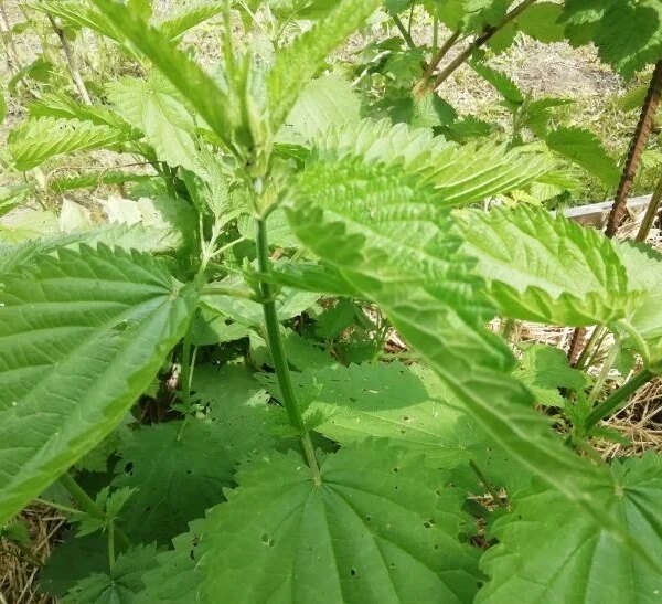 Несподівана добавка: у Білорусі почали пекти хліб із&hellip;