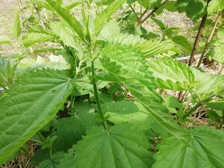 Несподівана добавка: у Білорусі почали пекти хліб із кропивою