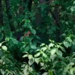 Дослідники розкрили еволюційну роль самозадоволення.