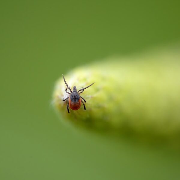 Щотижневі звернення до екстреної медичної допомоги через кліщові&hellip;