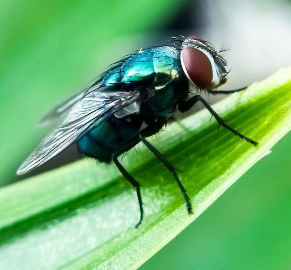 Гвинтові черви Нового Світу: актуальна інформація з огляду&hellip;