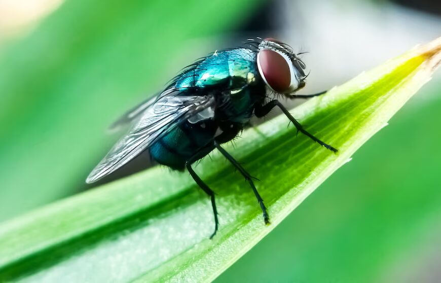 Гвинтові черви Нового Світу: актуальна інформація з огляду на випадки&hellip;