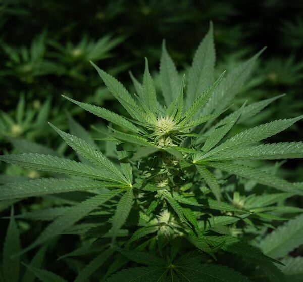 Т.в.о. головного прокурора Тодд Бланш видав указ про&hellip;