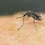 Перший цьогорічний випадок захворювання на вірус Західного Нілу виявлено в Техасі.