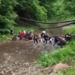 На Буковині розслідують інцидент з дітьми на мосту: шестеро травмовані