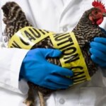 Материкова Австралія протистоїть смертельному пташиному грипу H5: перша зафіксована смерть
