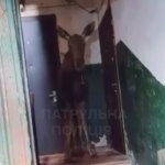 Лось загубився у київському під'їзді: як його повернули до дикої природи