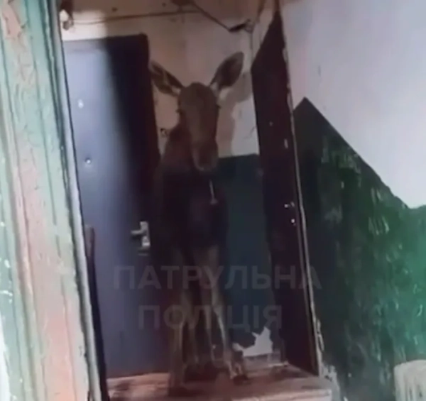 Лось зайшов у під'їзд багатоповерхівки у Києві