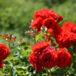 Щорічний догляд за трояндами: весняні, літні, осінні та зимові секрети для пишного цвітіння